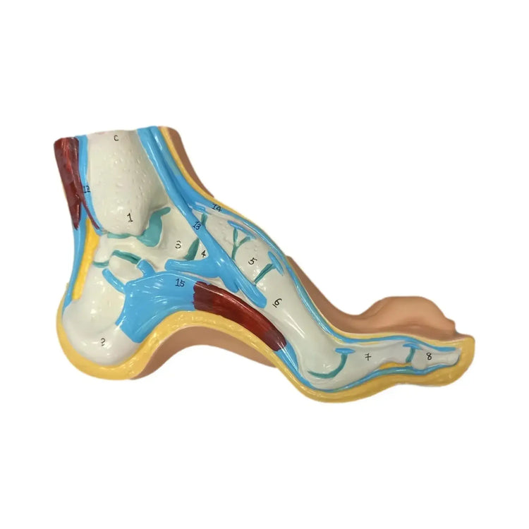 Modèle de pied creux - Herbitas Herbitas