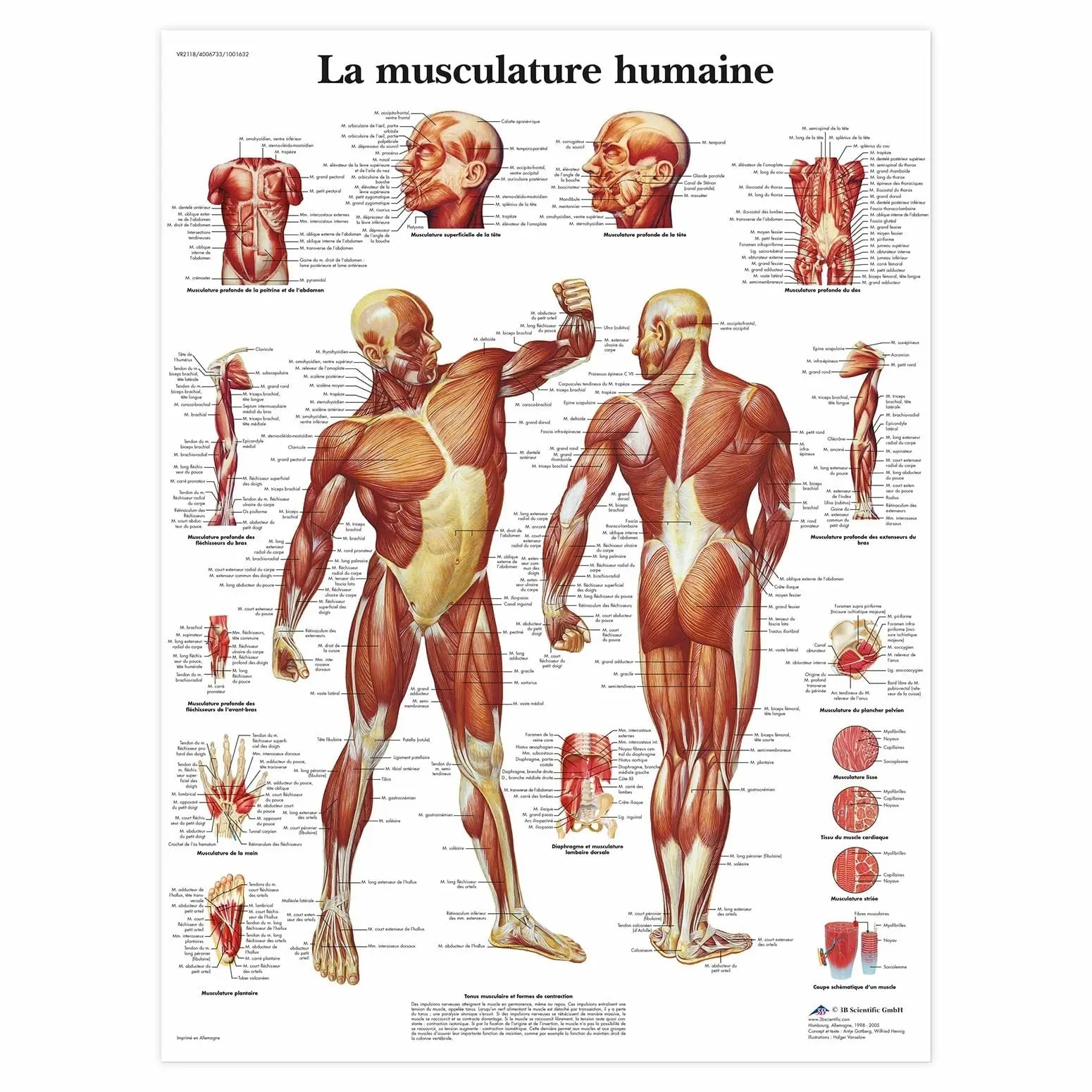 Planche anatomique - La musculature - Anatomie et pathologie 3B Scientific