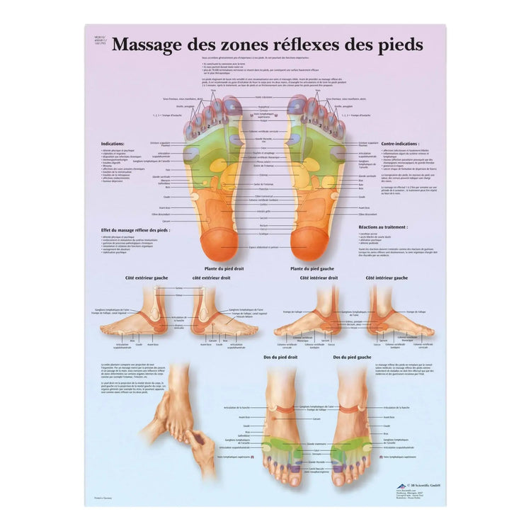 Planche anatomique - Massage des zones réflexes des pieds - My Podologie