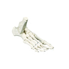 Classic skeleton - Foot with beginning of tibia - Ruck