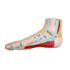 Physiological Foot Model - Ruck