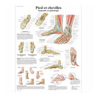 Planche anatomique - Pied et chevilles - Anatomie et pathologie