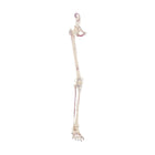 Leg skeleton with half pelvis + Muscles drawn