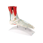 Foot skeleton with ligaments and muscles