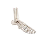 Skeleton of the foot with tibia and fibula (fibula) stump, on wire, side