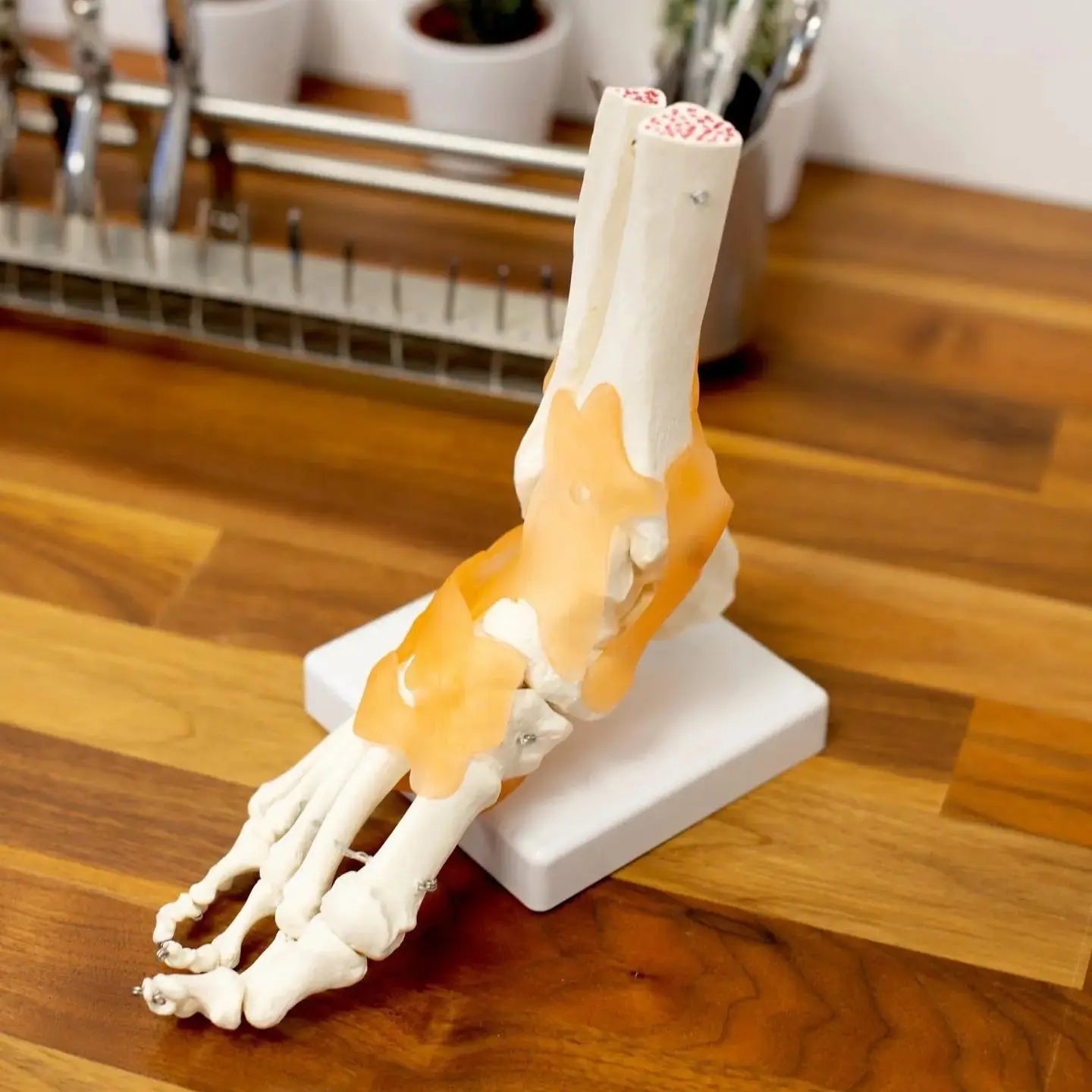 Foot skeleton based on My Podiatry