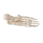 Foot skeleton on wire